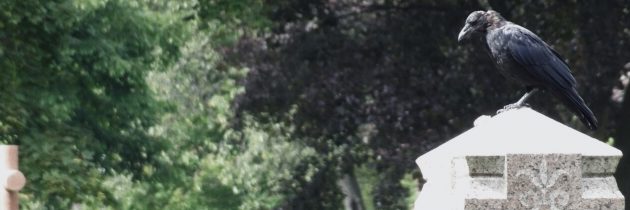 Les fantômes du Mont-Royal